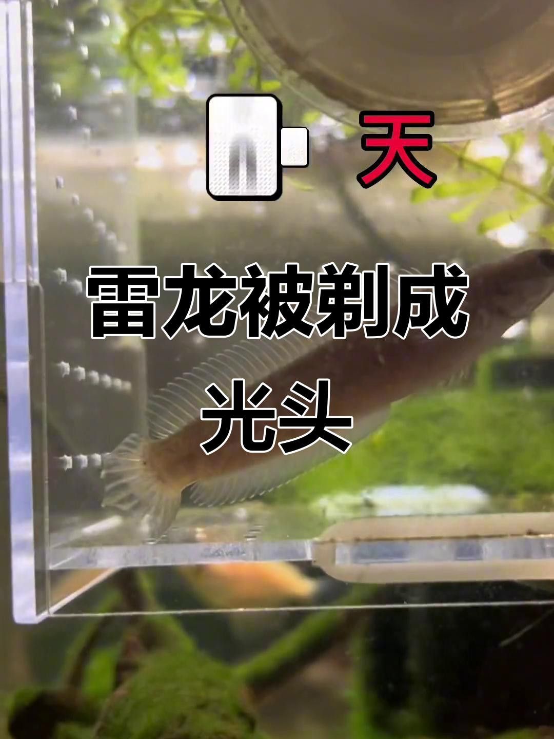 哪種雷龍魚最適合混養(yǎng)？