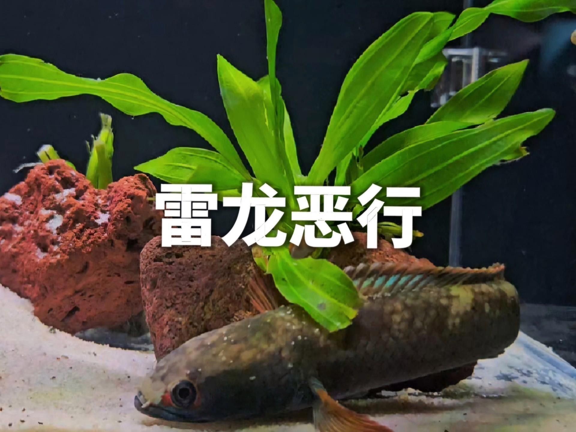 哪種雷龍魚最適合混養(yǎng)？
