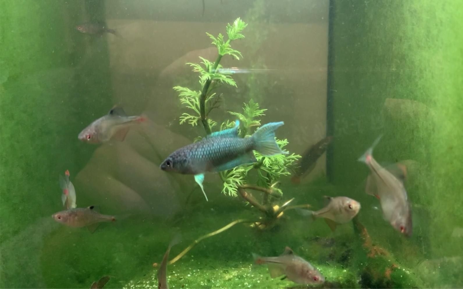 哪種雷龍魚最適合混養(yǎng)？