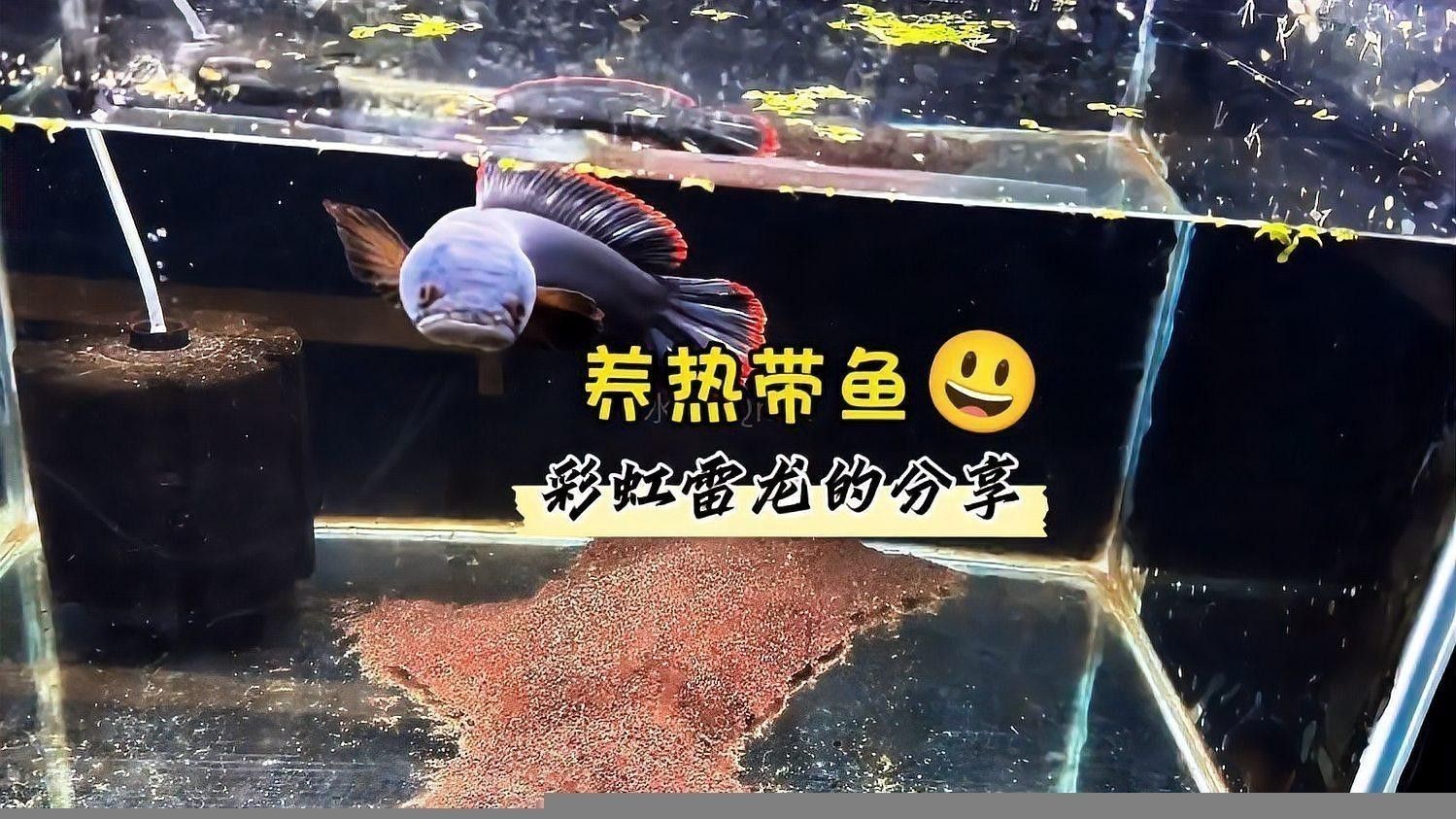 彩虹雷龍飼養(yǎng)難度大嗎？