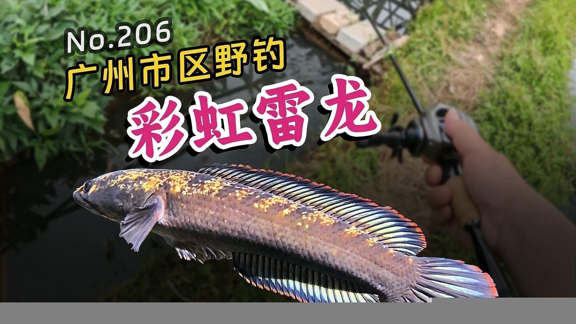 彩虹雷龍飼養(yǎng)難度大嗎？