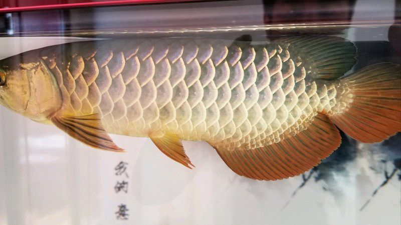 金龍魚烤色工藝如何識別