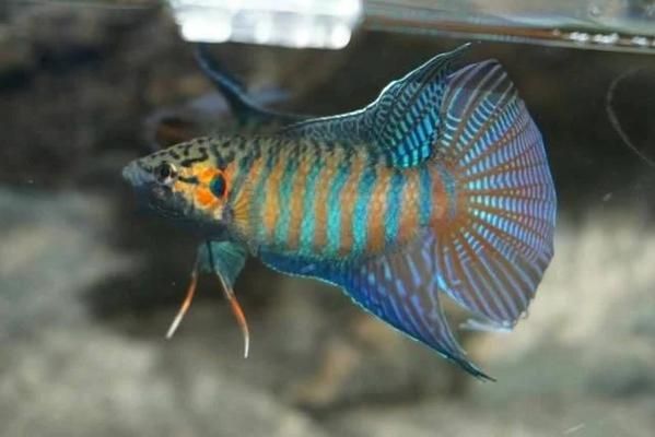 中國本土龍魚