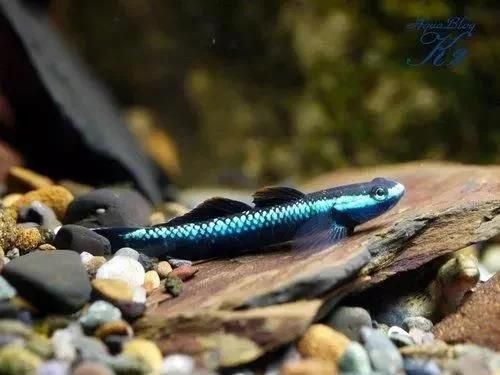 中國本土龍魚