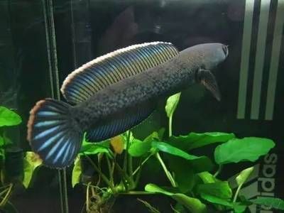 雷龍魚(yú)成體（雷龍魚(yú)成體的日常護(hù)理技巧，雷龍魚(yú)成體的繁殖技巧）
