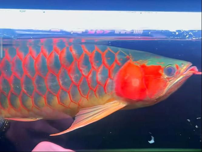 最好的紅龍魚是什么魚圖片