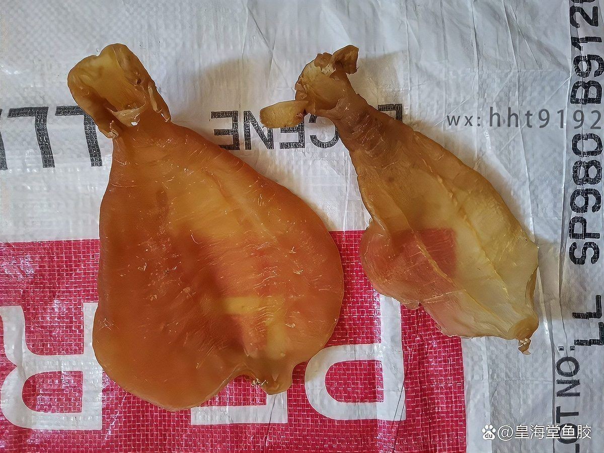 金龍魚(yú)膠燉多久