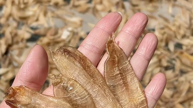 金龍魚(yú)膠燉多久