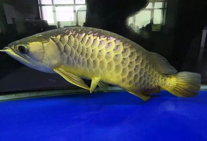金龍魚(yú)弓背后還能正常生長(zhǎng)嗎？