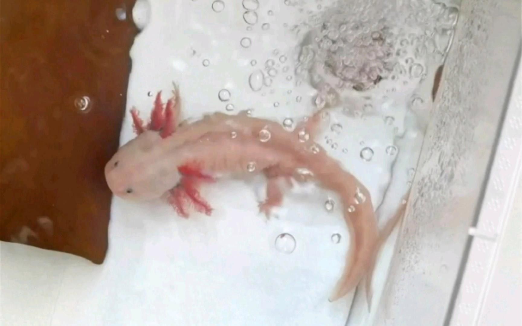 六角恐龍飼養(yǎng)需要多大的魚缸？