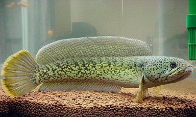 雷龍魚最佳飼養水質標準：雷龍魚飼養水質標準指南