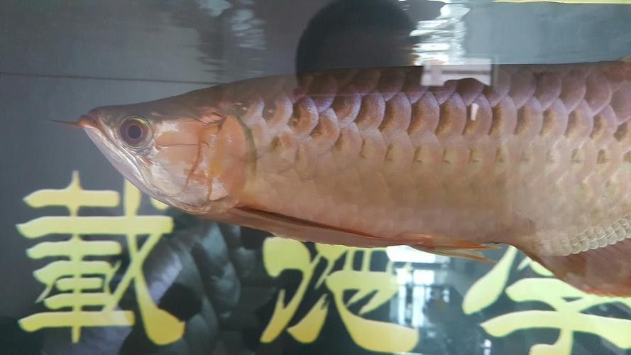 金龍魚會變顏色嗎圖片