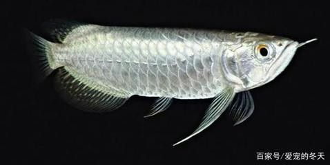 龍魚 巨骨舌魚：龍魚寄生蟲怎么治