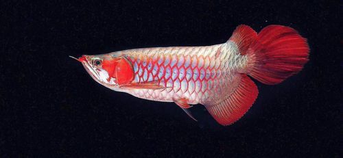 金龍魚會變顏色嗎圖片