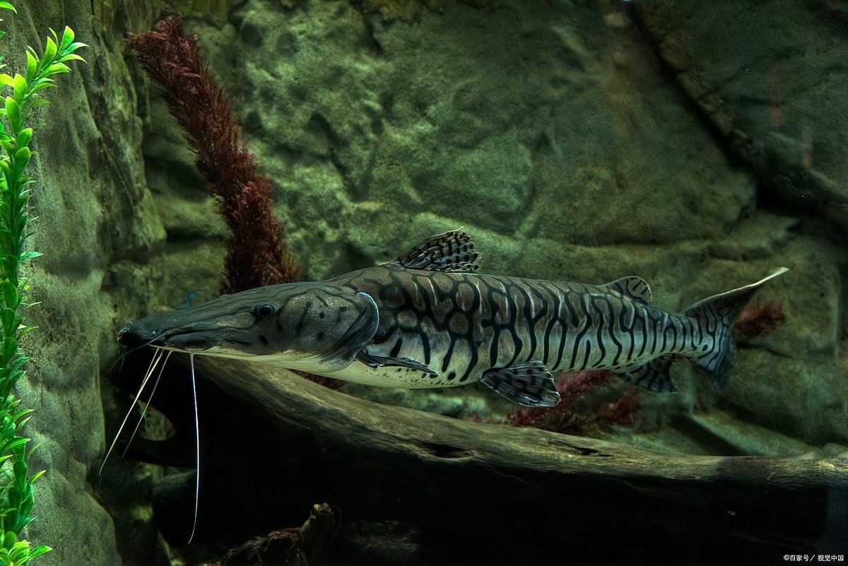 雷龍魚要多大魚缸才能養活