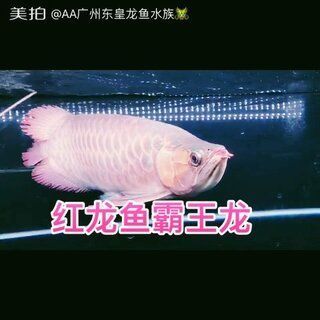 金龍魚霸王龍打這個家：“金龍魚霸王龍打這個家”是什么意思？
