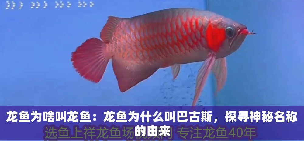 龍魚為啥叫龍魚：龍魚為什么叫巴古斯，探尋神秘名稱的由來