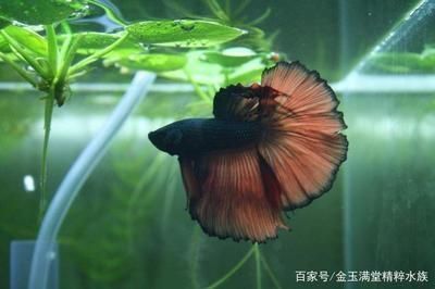 龍魚為啥叫龍魚：龍魚為什么叫巴古斯，探尋神秘名稱的由來