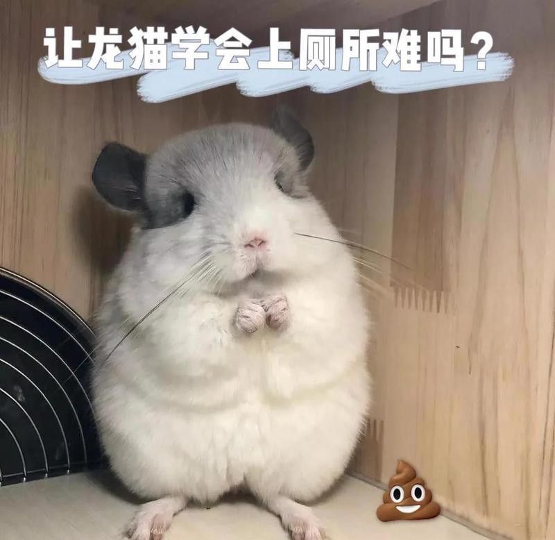 龍貓學會定點排便需要多長時間？