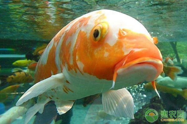 魚苗養殖水體pH值調控方法（魚苗養殖水體酸堿度監測技巧）