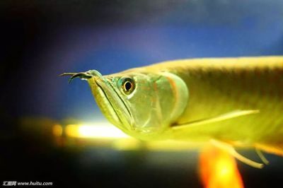 怎么形容金龍魚游動的美：金龍魚游動之美