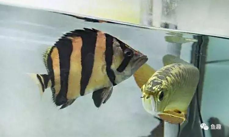 龍魚虎魚不吃食怎么辦呢：龍魚和虎魚不吃食怎么辦？