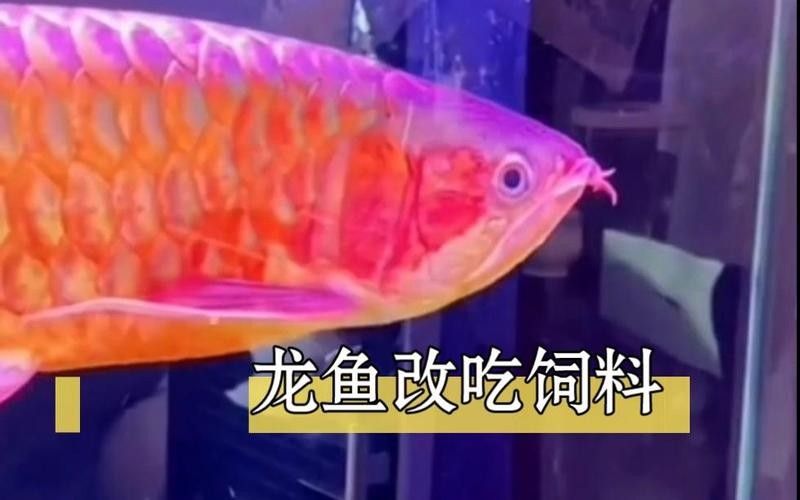 龍魚(yú)改口期間需要停食幾天？