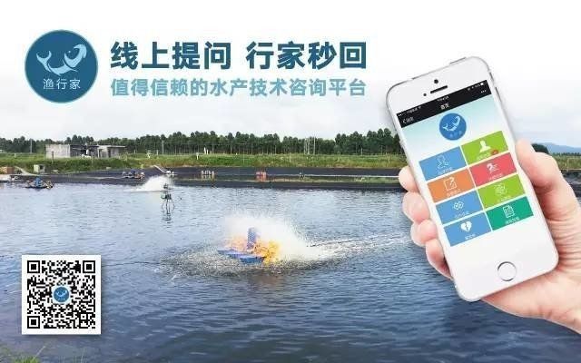 鱖魚的市場價格