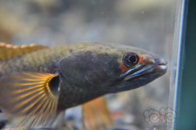 血斑一型雷龍魚為什么貴：為什么血斑一型雷龍魚價格較高？