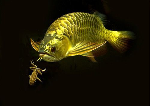 龍魚是什么時候出現的：龍魚的出現時間可以追溯到遠古時期