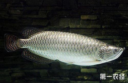 金龍魚與金龍魚的區別是什么？：澳洲龍魚與金龍魚有什么區別金龍魚與金龍魚有什么區別