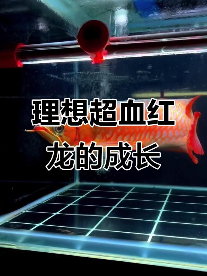 紅龍超血和辣椒哪個更稀有？