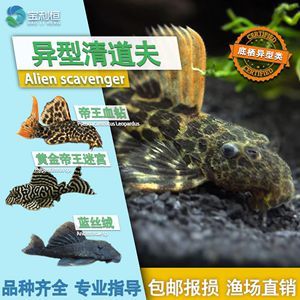養(yǎng)哪種龍魚好養(yǎng)殖：養(yǎng)哪種龍魚好養(yǎng)？新手入門指南