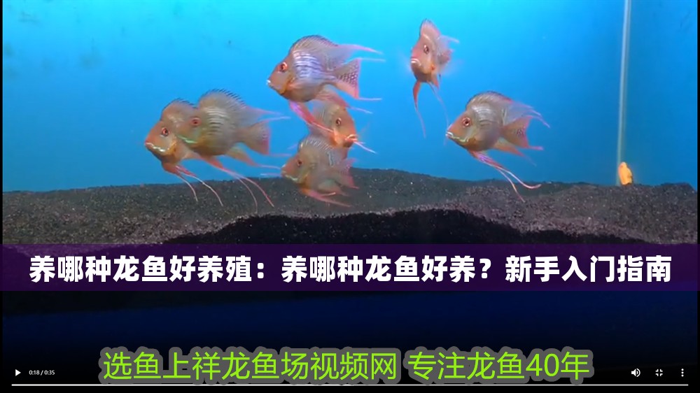 養(yǎng)哪種龍魚好養(yǎng)殖：養(yǎng)哪種龍魚好養(yǎng)？新手入門指南