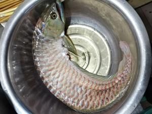 銀龍魚鱗片破損怎么回事（銀龍魚鱗片破損可能由哪些因素引起？）