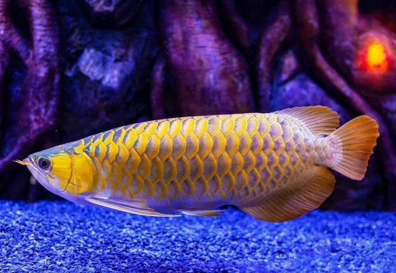 金龍魚換水后多久適應(yīng)