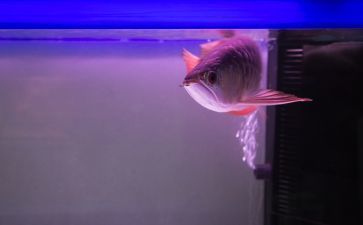喂龍魚的小魚怎么養活：喂小魚的小魚怎么養活