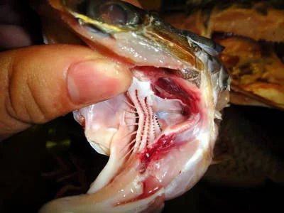 龍魚的身體結構圖怎么畫：繪制龍魚身體結構圖的方法