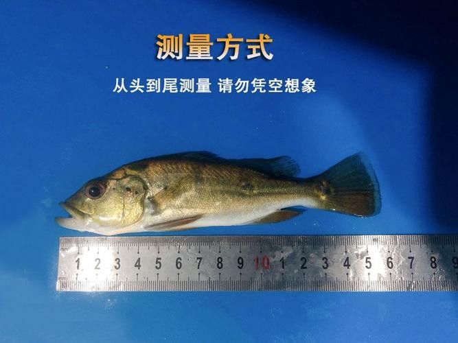 如何預防龍魚中毒？