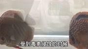如何預防龍魚中毒？