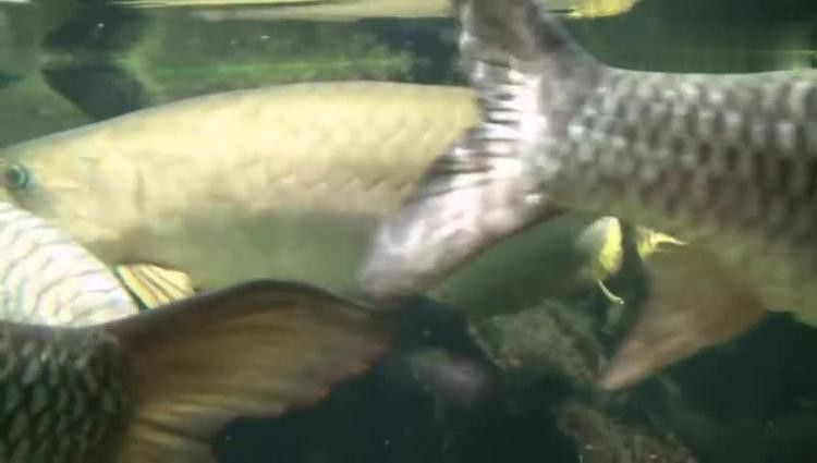 金龍魚最大能長多大圖片視頻