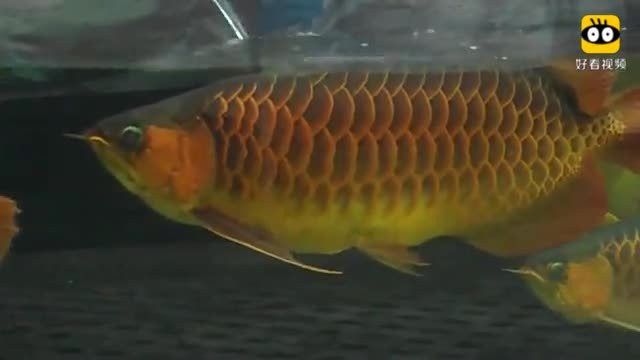 金龍魚最大能長多大圖片視頻