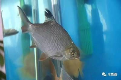 巧克力龍魚(yú)怎么區(qū)分雌雄：巧克力龍魚(yú)的雌雄區(qū)分