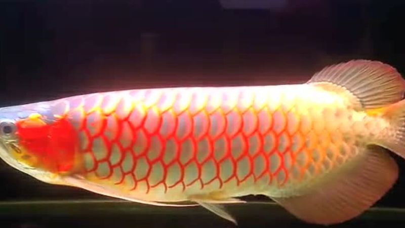 巨型紅龍魚視頻播放
