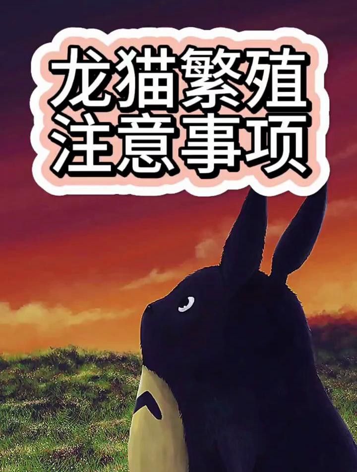 龍貓繁殖需要準備什么？