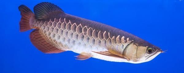 龍魚可以喂活食嗎怎么喂的：龍魚可以喂養(yǎng)活食嗎