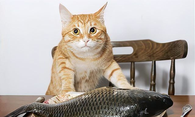 貓可以吃龍魚嗎