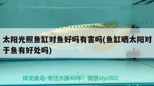 紅龍魚曬太陽光好不好，紅龍魚曬太陽的最佳時間段