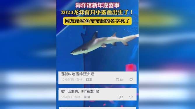 卵胎生鯊魚的種類有哪些，