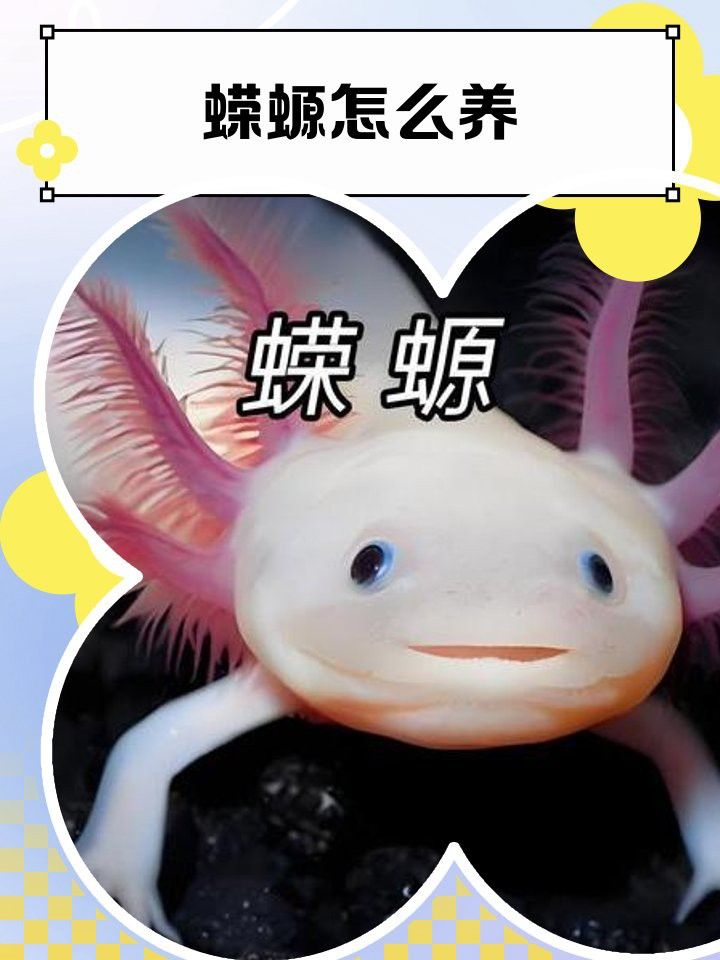 小火龍蠑螈多久換一次水？